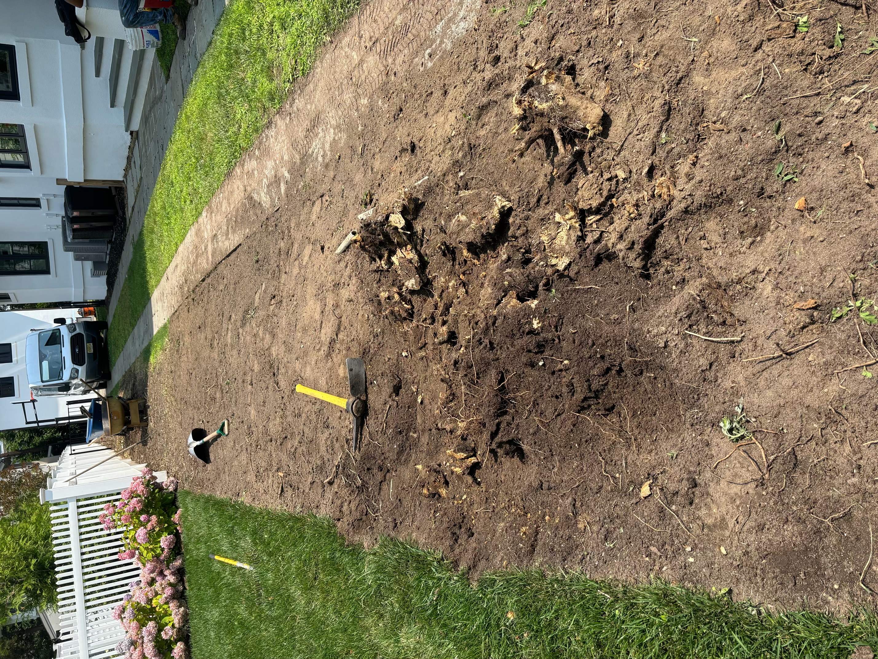 Overgrown yard before brush removal